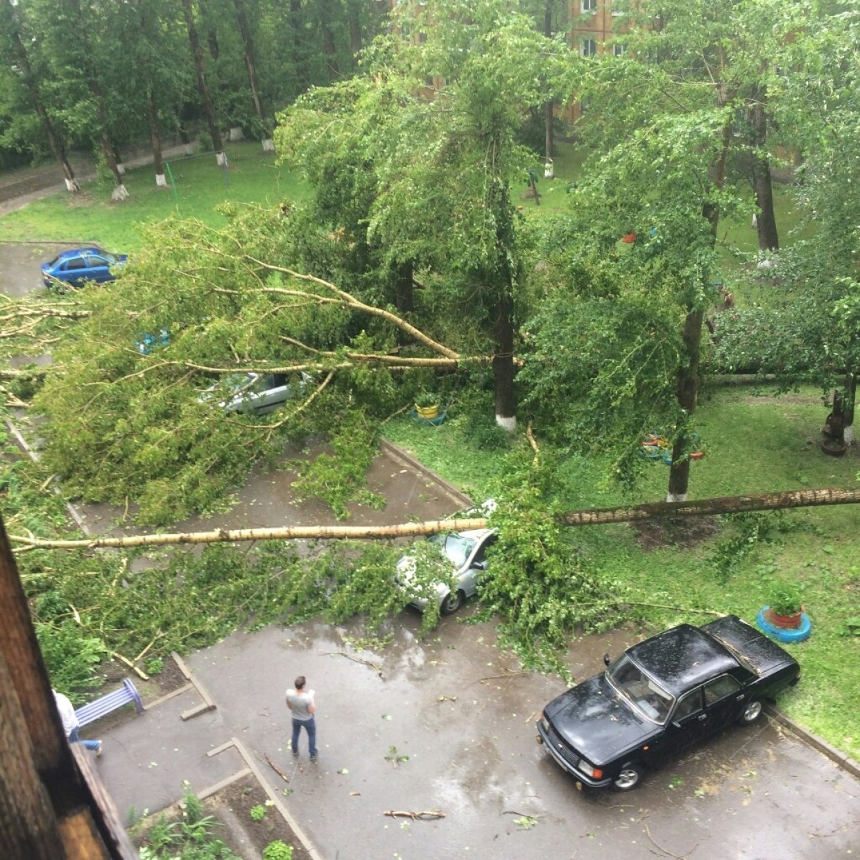 Великие Луки зеленая зона дерево упало на машину видео